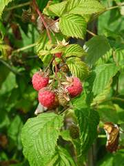 Frische Beeren