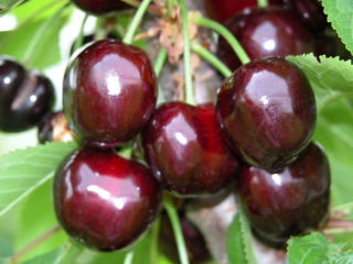 Kirschen
