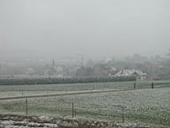 Hoflinde pflanzen
