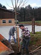 Die Hoflinde wird gepflanzt