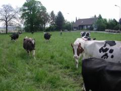 Khe auf der Weide