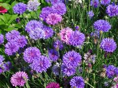 Kornblumen