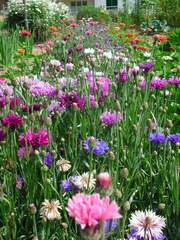 Kornblumen
