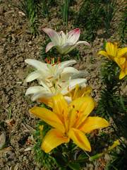 Lilien