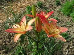 Lilien