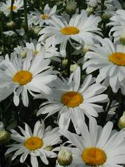 Margeriten