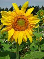 Sonnenblumen