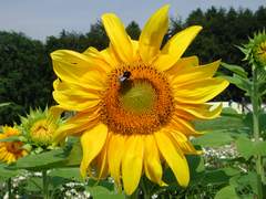 Sonnenblumen