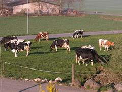 Tiere Weide1