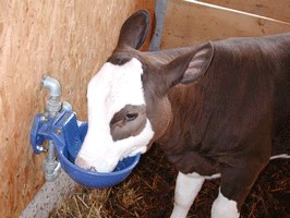 Kalb mit Traenke