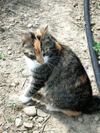 Katzen