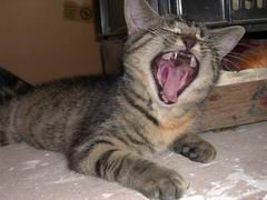 Katzen