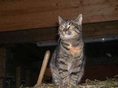 Katzen