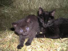 Katzen