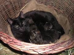Katzen