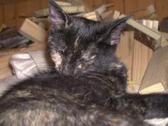 Katzen