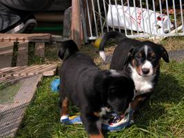 Appenzeller Hund