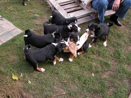 Appenzeller Hund