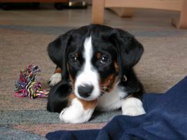 Appenzeller Hund