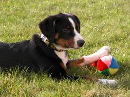 Appenzeller Hund