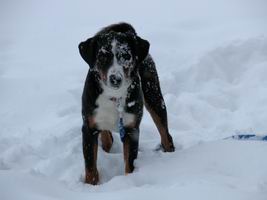 Appenzeller Hund