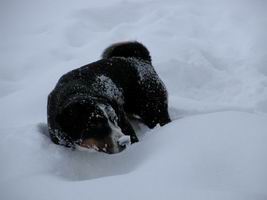 Appenzeller Hund