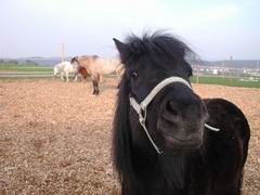 Pony Robby