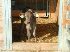 Kalb