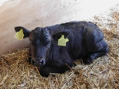 Kalb