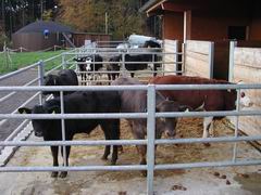 Kalb